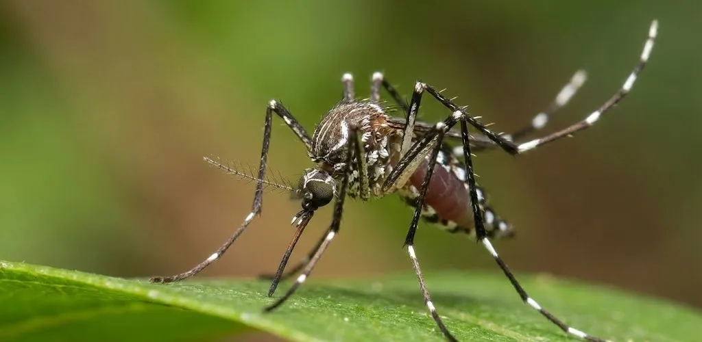 Aedes aegypti